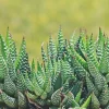 Haworthia Zebra Succulent Live Plant - Starter 3 inch Pot - Indoor - Image 1