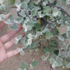 Helichrysum Licorice Plant Live Plant – 1 Gallon Pot – Outdoor Shrub - Image 1