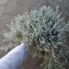 Helichrysum Silver Stitch Live Plant – 1 Gallon Pot – Outdoor Foliage - Image 1