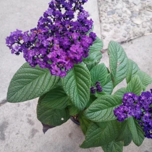 Heliotrope Marine Blue Live Plant – 6 inch Pot – Fragrant Outdoor Flower - Image 2
