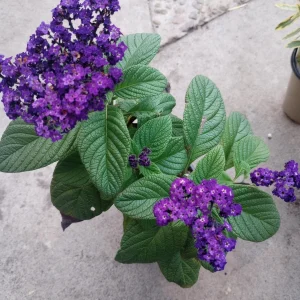Heliotrope Marine Blue Live Plant – 6 inch Pot – Fragrant Outdoor Flower - Image 1