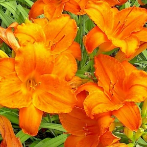 Hemerocallis Endlessly Orange Daylily Live Plant Root Perennial - Image 2