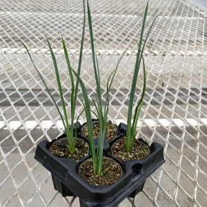 Hesperaloe 'Pink Desert' Starter Plant - Red Yucca Live Plant, Pollinator Friendly, Drought Tolerant - Image 2