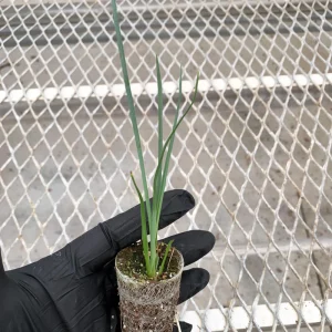 Hesperaloe 'Pink Desert' Starter Plant - Red Yucca Live Plant, Pollinator Friendly, Drought Tolerant - Image 3