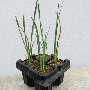 Hesperaloe 'Pink Desert' Starter Plant - Red Yucca Live Plant, Pollinator Friendly, Drought Tolerant - Image 5