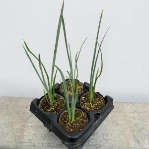 Hesperaloe 'Pink Desert' Starter Plant - Red Yucca Live Plant, Pollinator Friendly, Drought Tolerant - Image 6