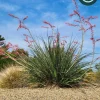 Hesperaloe 'Pink Desert' Starter Plant - Red Yucca Live Plant, Pollinator Friendly, Drought Tolerant - Image 1