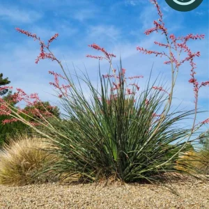 Hesperaloe 'Pink Desert' Starter Plant - Red Yucca Live Plant, Pollinator Friendly, Drought Tolerant - Image 1