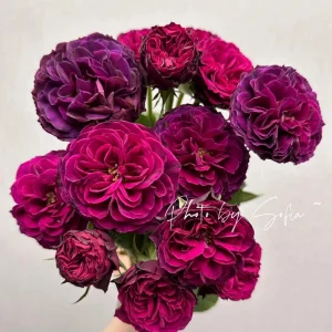 Hiraku Rose Live Plant - Blue-Purple, Fragrant, Repeat Blooming Shrub - Image 2