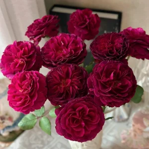 Hiraku Rose Live Plant - Blue-Purple, Fragrant, Repeat Blooming Shrub - Image 1