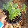 Holy Basil Tulsi Live Plant – 6-inch Pot – Sacred Herbs – Indoor/Outdoor - Image 1