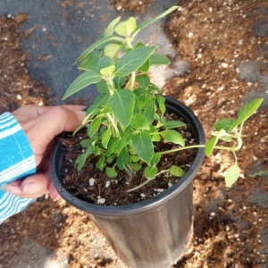 Holy Basil Tulsi Live Plant – 6-inch Pot – Sacred Herbs – Indoor/Outdoor - Image 3