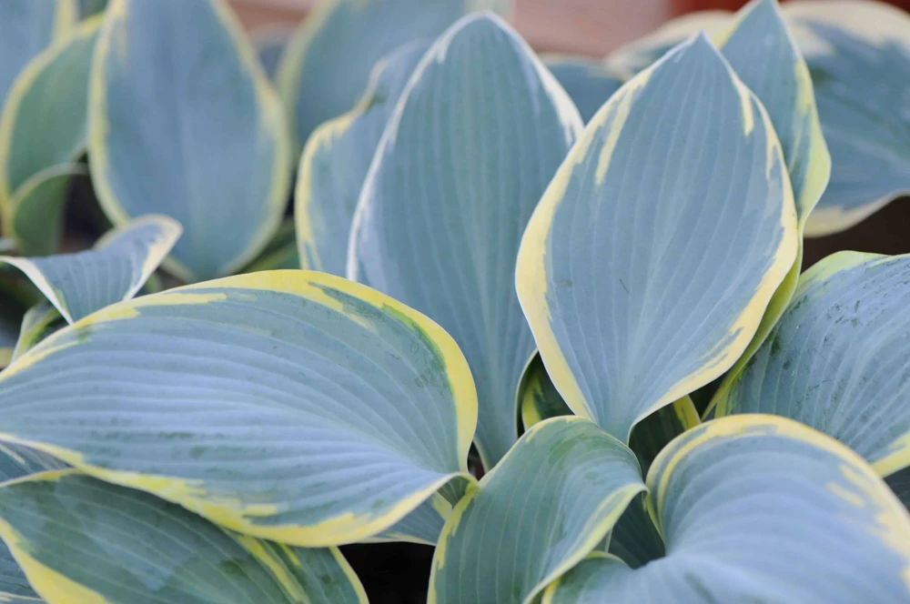 Hosta 'First Frost' Live Plant - Blue-Green & Yellow Foliage Starter Plant - Image 2