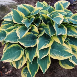 Hosta 'First Frost' Live Plant - Blue-Green & Yellow Foliage Starter Plant - Image 1