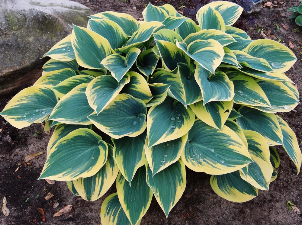 Hosta 'First Frost' Live Plant - Blue-Green & Yellow Foliage Starter Plant - Image 1