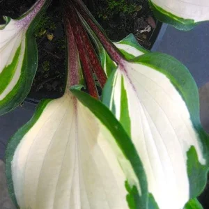 Hosta 'Raspberry Sundae' Live Plant - Variegated Foliage, Purple Flowers, 2.5
