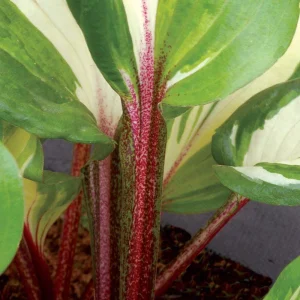 Hosta 'Raspberry Sundae' Live Plant - Variegated Foliage, Purple Flowers, 2.5