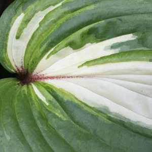 Hosta 'Raspberry Sundae' Live Plant - Variegated Foliage, Purple Flowers, 2.5
