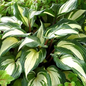 Hosta 'Raspberry Sundae' Live Plant - Variegated Foliage, Purple Flowers, 2.5