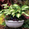Hosta 'Raspberry Sundae' Live Plant - Variegated Foliage, Purple Flowers, 2.5" Pot - Image 1