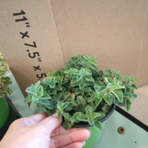 Hot & Spicy Oregano Live Plant – 4 Inch Pot – Aromatic Culinary Herb - Image 2