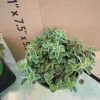 Hot & Spicy Oregano Live Plant – 4 Inch Pot – Aromatic Culinary Herb - Image 1
