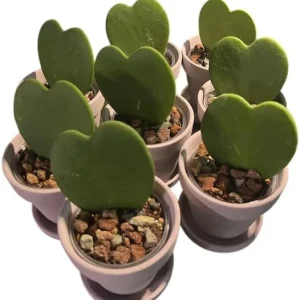 Hoya Kerrii Heart Live Plant - Sweetheart Hoya Tropical Houseplant 2