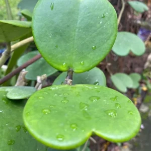 Hoya Kerrii Heart Live Plant - Sweetheart Hoya Tropical Houseplant 2