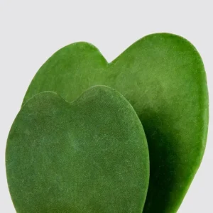 Hoya Kerrii Heart Live Plant - Sweetheart Hoya Tropical Houseplant 2