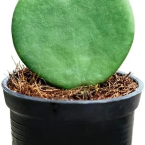 Hoya Kerrii Heart Live Plant - Sweetheart Hoya Tropical Houseplant 2