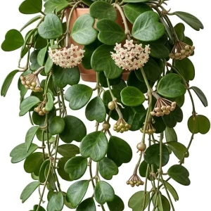 Hoya Kerrii Heart Live Plant - Sweetheart Hoya Tropical Houseplant 2