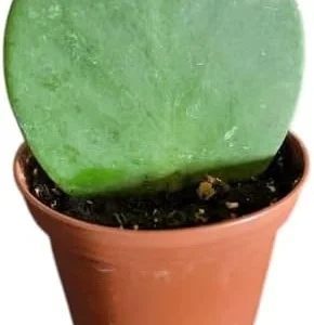 Hoya Kerrii Heart Live Plant - Sweetheart Hoya Tropical Houseplant 2