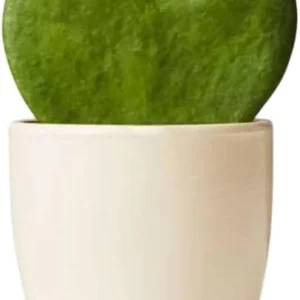 Hoya Kerrii Heart Live Plant - Sweetheart Hoya Tropical Houseplant 2