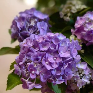 Hydrangea Macrophylla Live Plant - Reblooming Bigleaf Hydrangea for Outdoor Gardens - Image 2