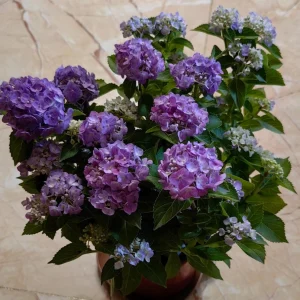 Hydrangea Macrophylla Live Plant - Reblooming Bigleaf Hydrangea for Outdoor Gardens - Image 3