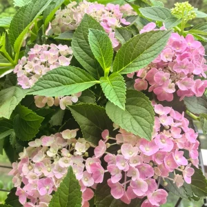 Hydrangea Macrophylla Live Plant - Reblooming Bigleaf Hydrangea for Outdoor Gardens - Image 4