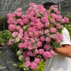 Hydrangea Macrophylla Live Plant - Reblooming Bigleaf Hydrangea for Outdoor Gardens - Image 1