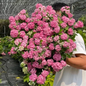 Hydrangea Macrophylla Live Plant - Reblooming Bigleaf Hydrangea for Outdoor Gardens - Image 1