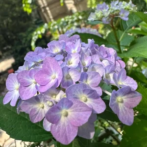Hydrangea Macrophylla Live Plant - Reblooming Bigleaf Hydrangea for Outdoor Gardens - Image 5