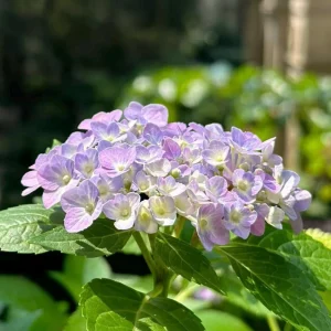 Hydrangea Macrophylla Live Plant - Reblooming Bigleaf Hydrangea for Outdoor Gardens - Image 6