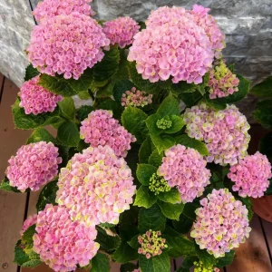 Hydrangea macrophylla Magical Revolution Live Plant - Color Changing Blooms - Image 2