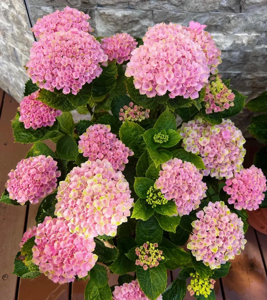 Hydrangea macrophylla Magical Revolution Live Plant - Color Changing Blooms - Image 2