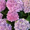 Hydrangea macrophylla Magical Revolution Live Plant - Color Changing Blooms - Image 1