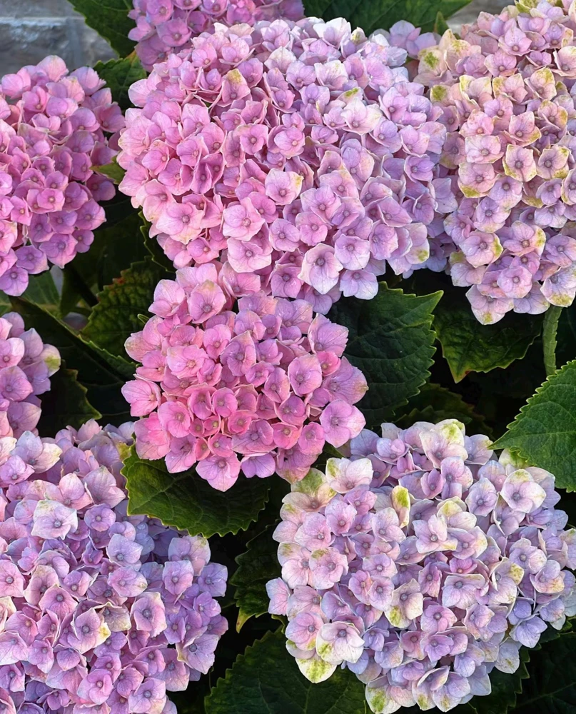 Hydrangea macrophylla Magical Revolution Live Plant - Color Changing Blooms - Image 1