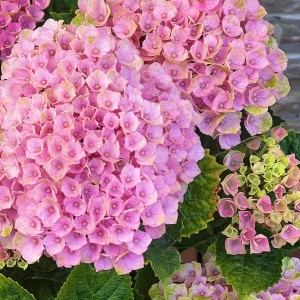 Hydrangea macrophylla Magical Revolution Live Plant - Color Changing Blooms - Image 3