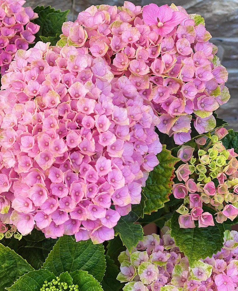 Hydrangea macrophylla Magical Revolution Live Plant - Color Changing Blooms - Image 3