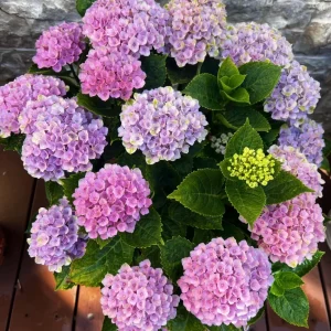 Hydrangea macrophylla Magical Revolution Live Plant - Color Changing Blooms - Image 4