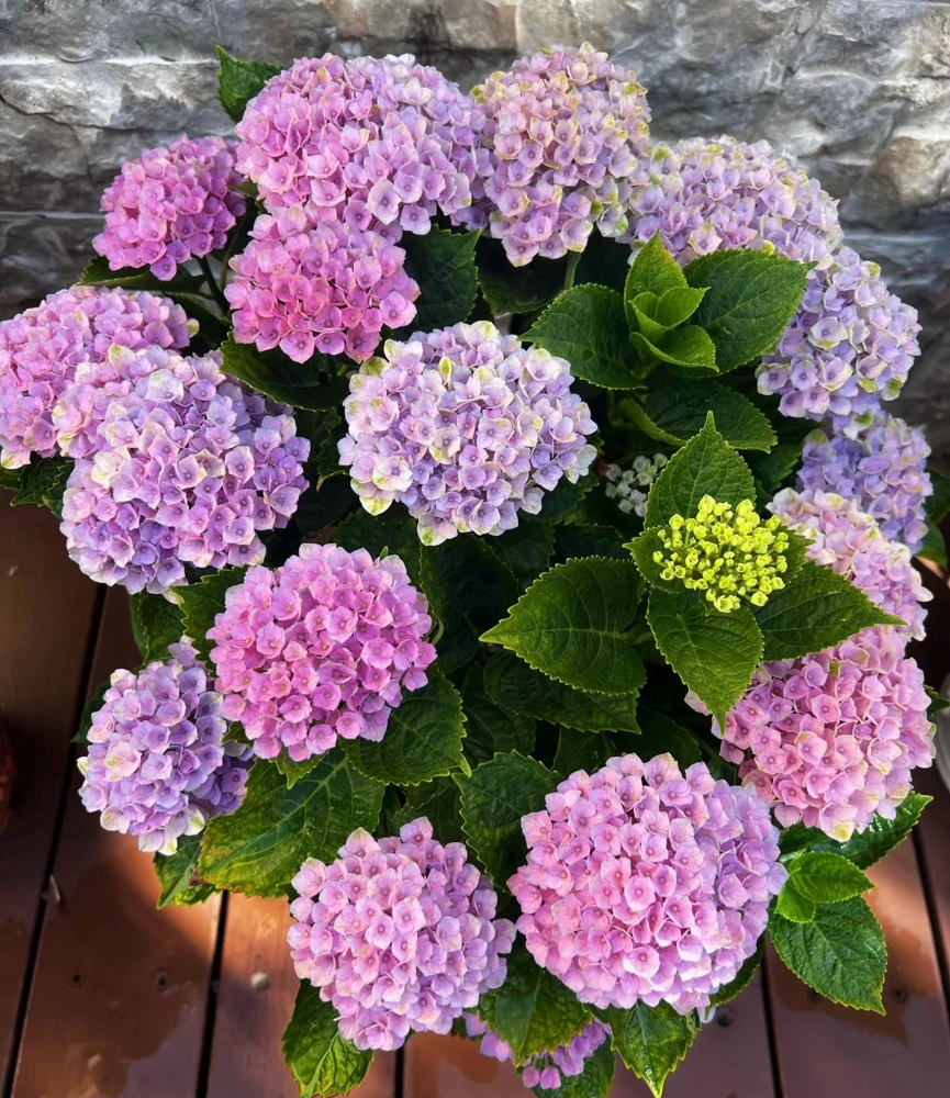 Hydrangea macrophylla Magical Revolution Live Plant - Color Changing Blooms - Image 4