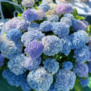 Hydrangea macrophylla Magical Revolution Live Plant - Color Changing Blooms - Image 5