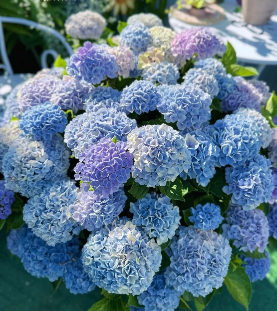 Hydrangea macrophylla Magical Revolution Live Plant - Color Changing Blooms - Image 5
